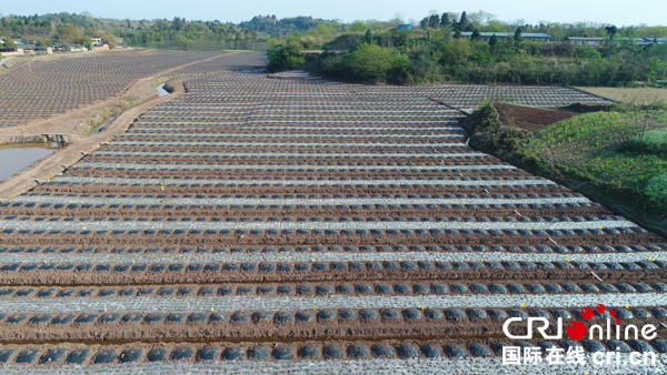 图片默认标题_fororder_兆嘉乡生态种植基地采取柑橘和豆苗套种模式