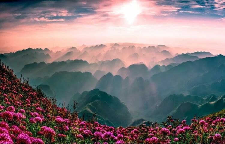 10万亩云上花海正在绽放!走进贵州版“秘密花园”,错过等一年