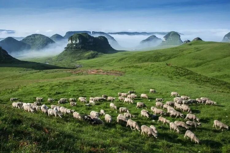 10万亩云上花海正在绽放!走进贵州版“秘密花园”,错过等一年