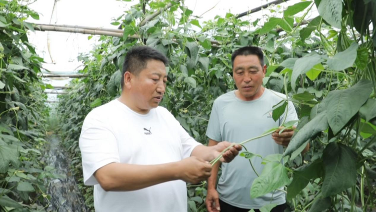 河北盐山:农技专家进地头 田间指导解民忧_fororder_图片4