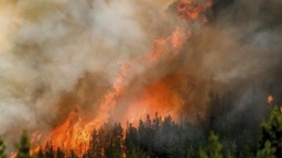 加拿大林火肆虐：过火面积超韩国国土，污染“前所未有”