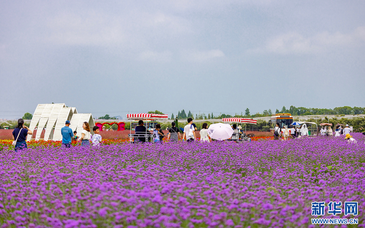 南京固城湖:趁着暑假的尾巴 邂逅绿意花香_fororder_20230829_090724_006