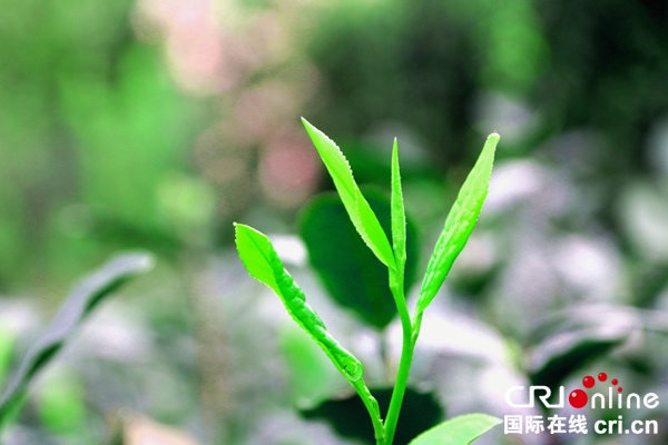 图片默认标题_fororder_新鲜嫩芽--（摄影-何芳）-(1)