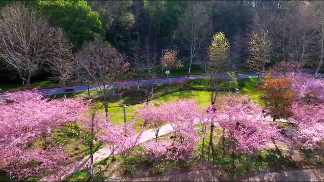 Spring Everywhere - Wuhu through Eyes of a Foreigner_fororder_WeChat_20230830130220.mp4_20230830_131003.421