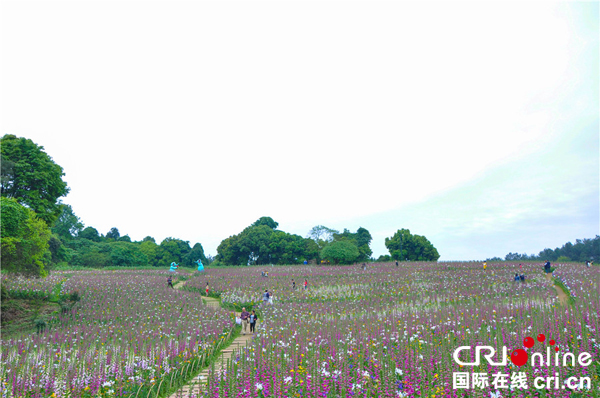 图片默认标题_fororder_石象湖花海