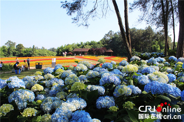 图片默认标题_fororder_石象湖花海2