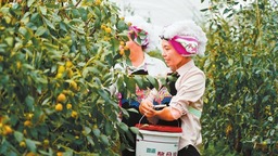 红河蒙自：水果飘香 产业兴旺