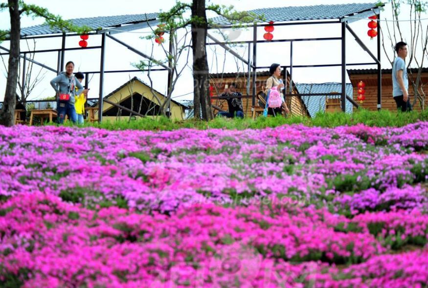 【焦点图】【大美荆楚·灵秀湖北】【宜昌】 海归小伙回乡开农庄 芝樱