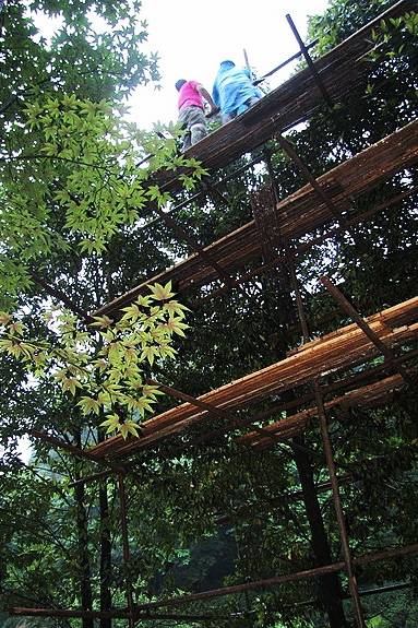 （焦点图，导航成都，移动端）几代科学家接力 “峨眉圣花”家族壮大(图)