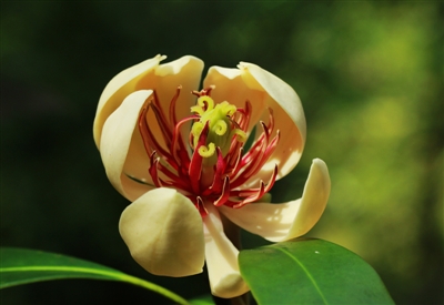 （焦点图，导航成都，移动端）几代科学家接力 “峨眉圣花”家族壮大(图)