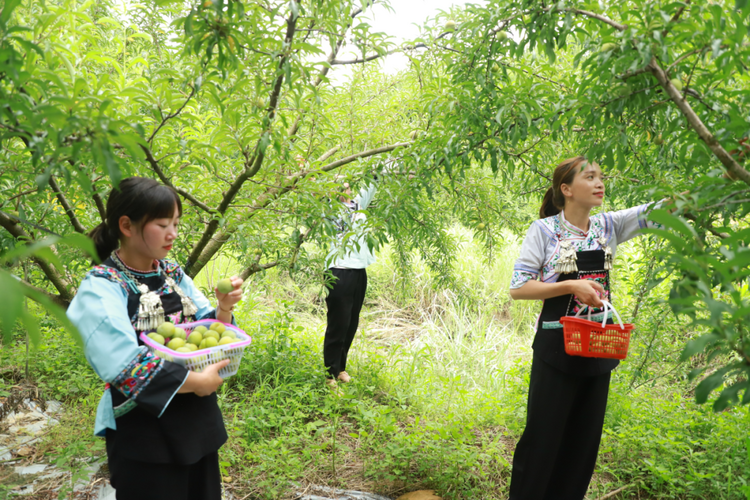 黔村+ |②村果篇:甜蜜的高原滋味 幸福的贵州味道