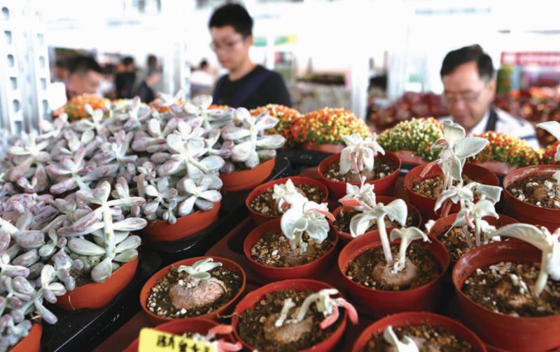 第21届中国昆明国际花卉展将于2023年9月15日举办_fororder_2