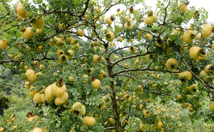 黔村+ |②村果篇:甜蜜的高原滋味 幸福的贵州味道