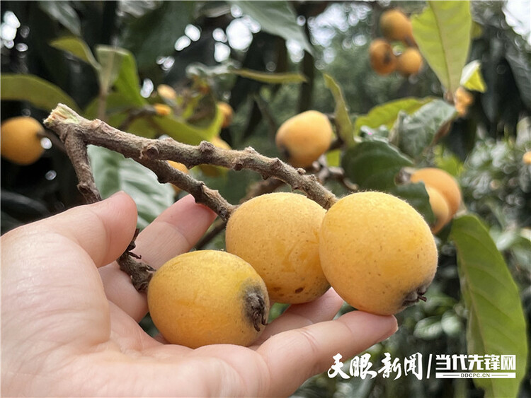 黔村+ |②村果篇:甜蜜的高原滋味 幸福的贵州味道