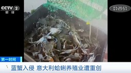 蓝蟹入侵波河流域 意大利蛤蜊养殖业遭重创