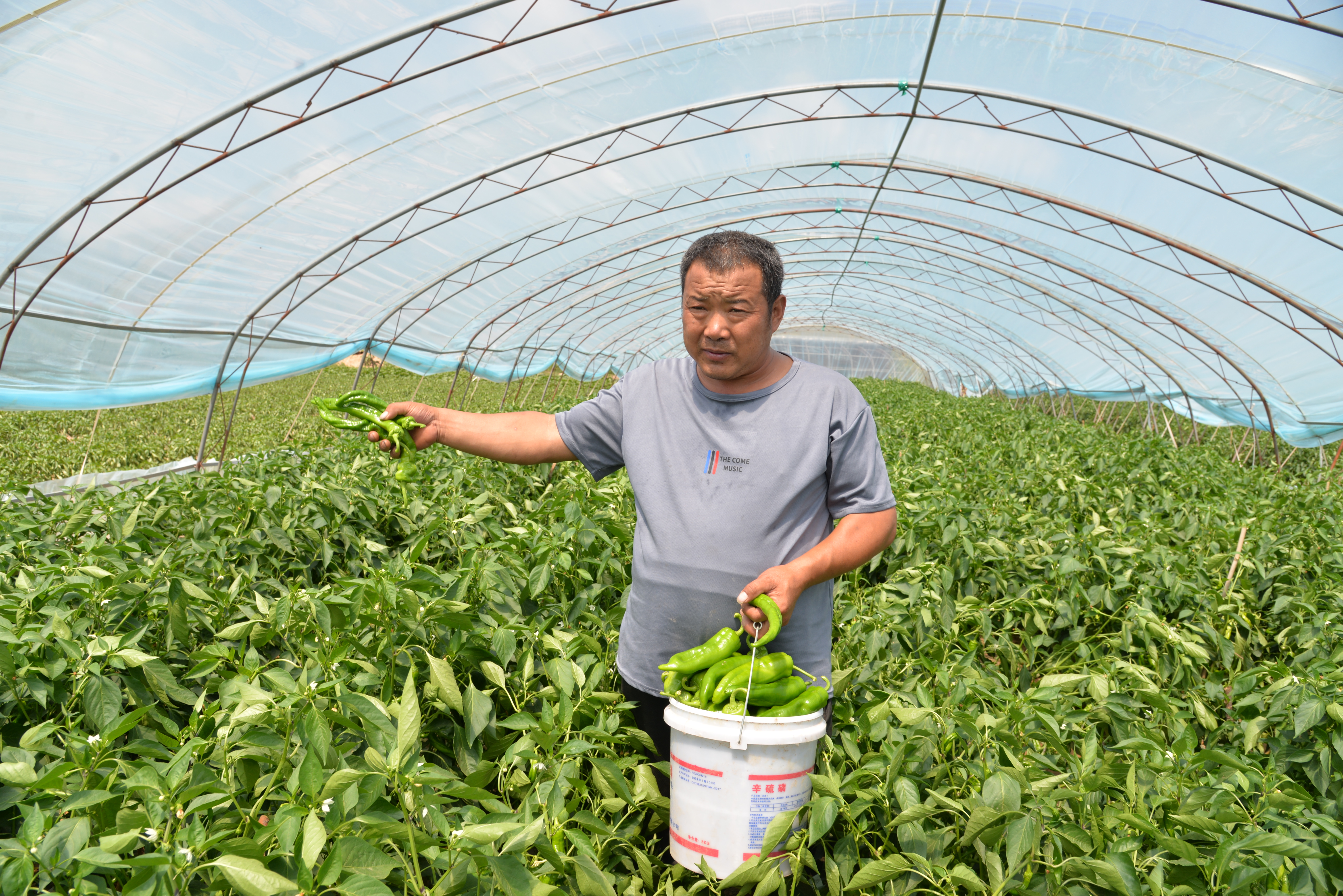 榆林市靖边县中山涧镇:辣椒喜丰收 日子有奔头_fororder_中山涧镇辣椒长势好 白凌燕摄 (2).JPG