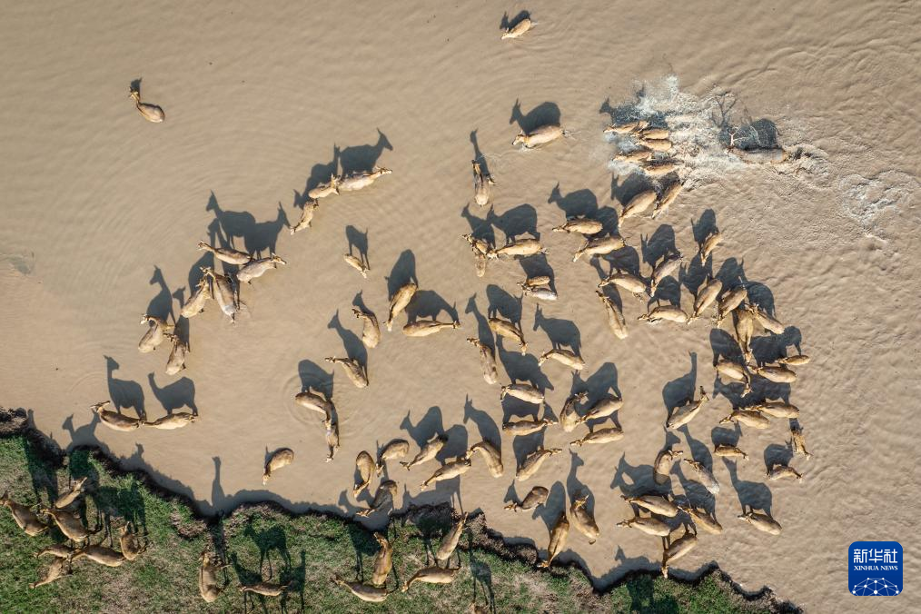 守护一方呦呦鹿鸣:夏日的狂欢