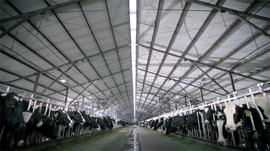 一头辉山奶牛的“高端智慧生活”_fororder_辉山2