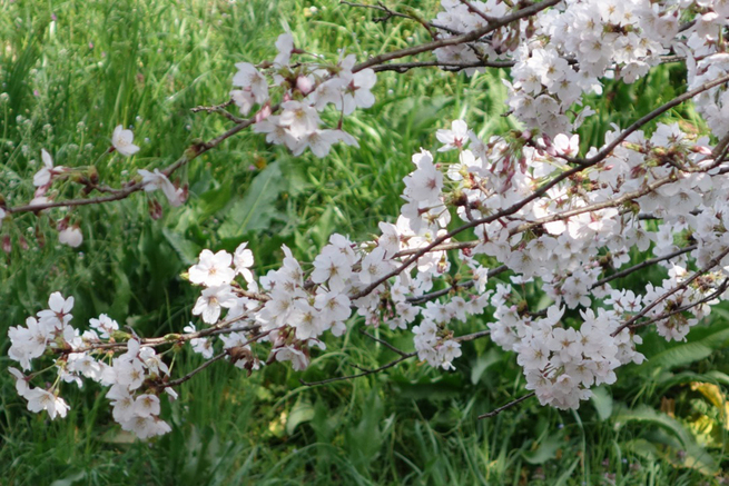 3月29日　東京都東久留米市　細谷正夫