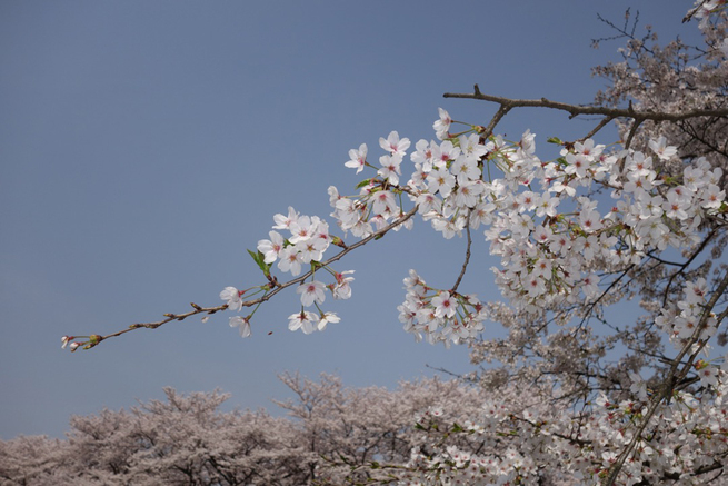 3月29日　東京都東久留米市　細谷正夫