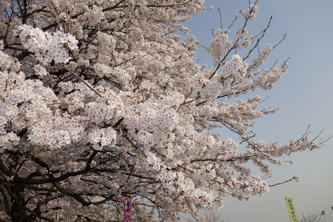 3月29日　東京都東久留米市　細谷正夫