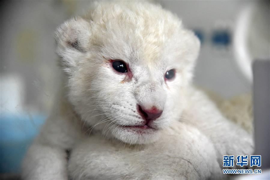 「新华网」济南“龙凤胎”白狮出生 珍稀又可爱(组图)