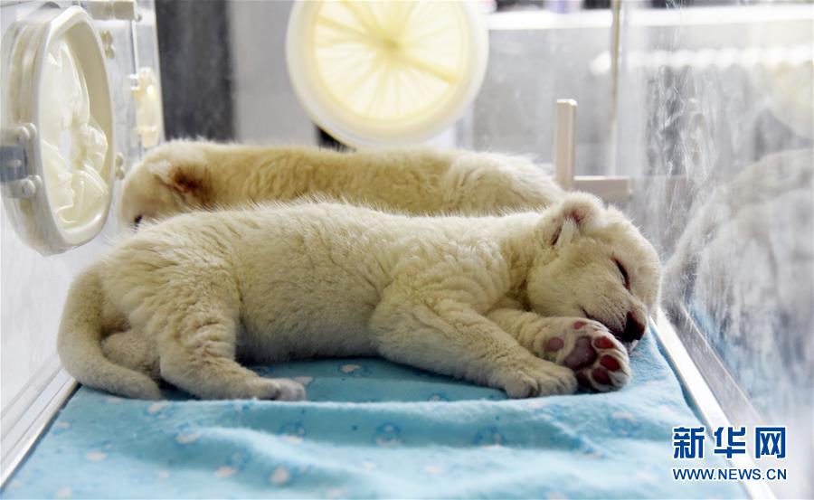 「新华网」济南“龙凤胎”白狮出生 珍稀又可爱(组图)