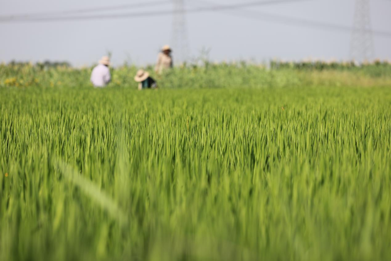 河北沧县:保丰收 盐碱稻田管理忙_fororder_图片3