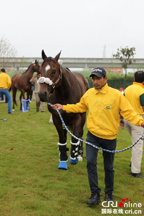 图片默认标题_fororder_骏马抵达赛场1