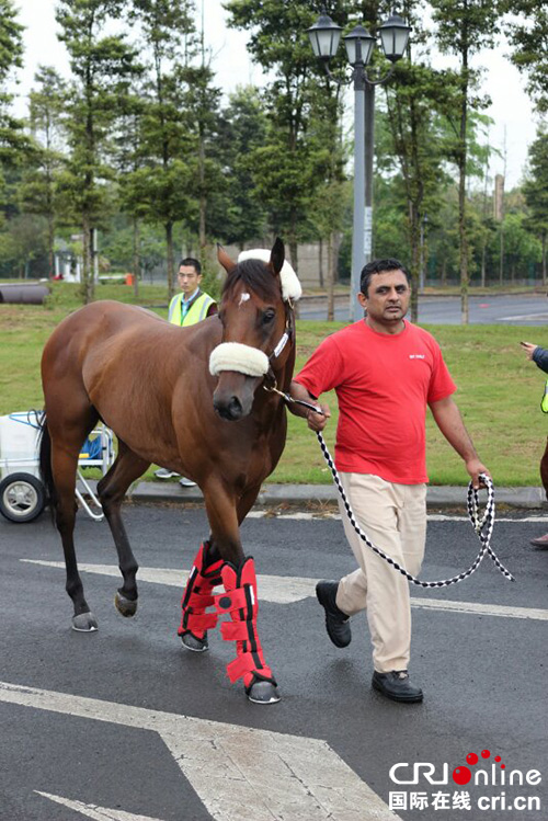 图片默认标题_fororder_骏马抵达赛场