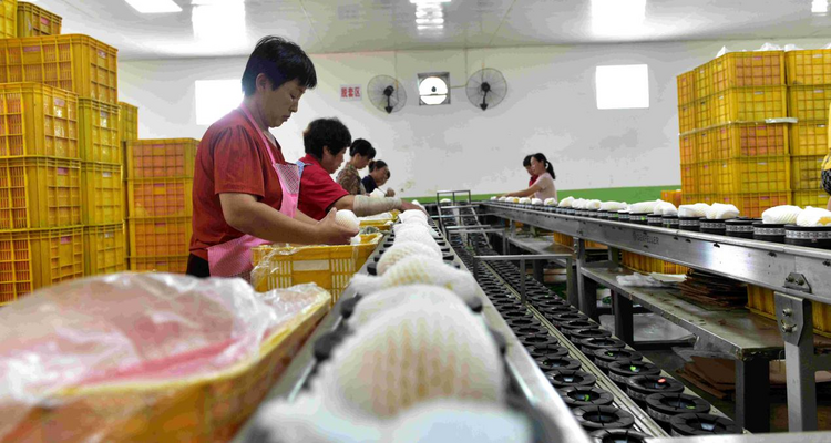 河北泊头:梨果丰收畅销海外_fororder_图片3