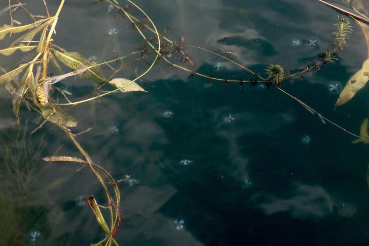 眉山黑龙滩:端上生态碗 吃上旅游饭 走上致富路_fororder_微信图片_20230816104735