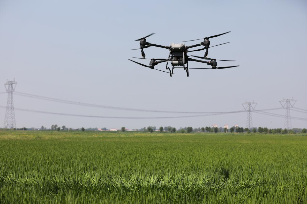 河北沧县:保丰收 盐碱稻田管理忙_fororder_图片5