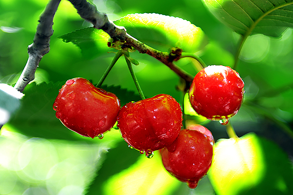 世界你好,我是阿坝|天下无忧地 胜景在汶川_fororder_1汶川甜樱桃特写照片:汶川三宝——甜樱桃(汶川县融媒体中心供图)