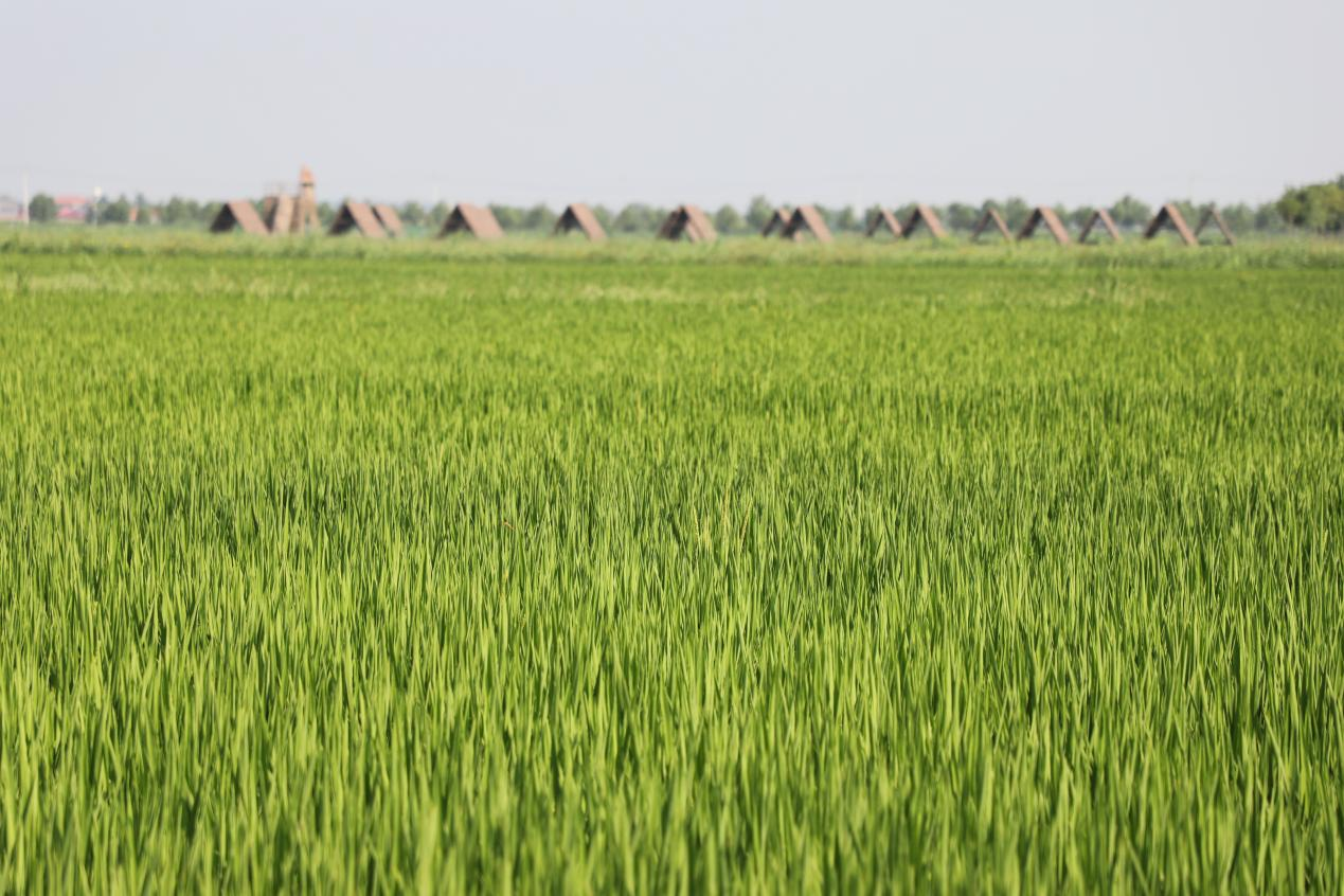 河北沧县:保丰收 盐碱稻田管理忙_fororder_图片1