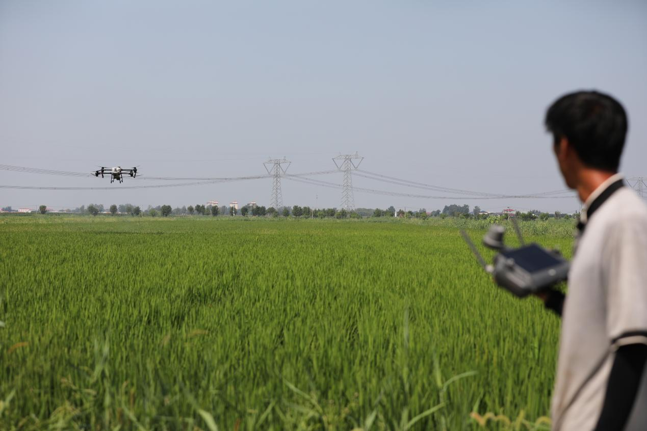 河北沧县:保丰收 盐碱稻田管理忙_fororder_图片4