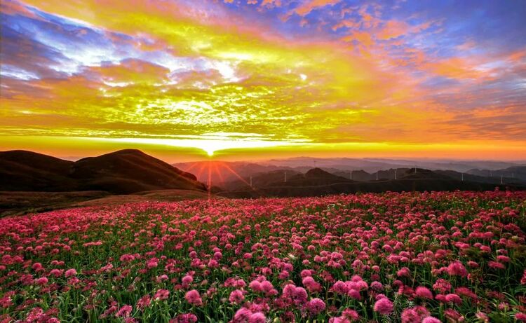 10万亩云上花海正在绽放!走进贵州版“秘密花园”,错过等一年