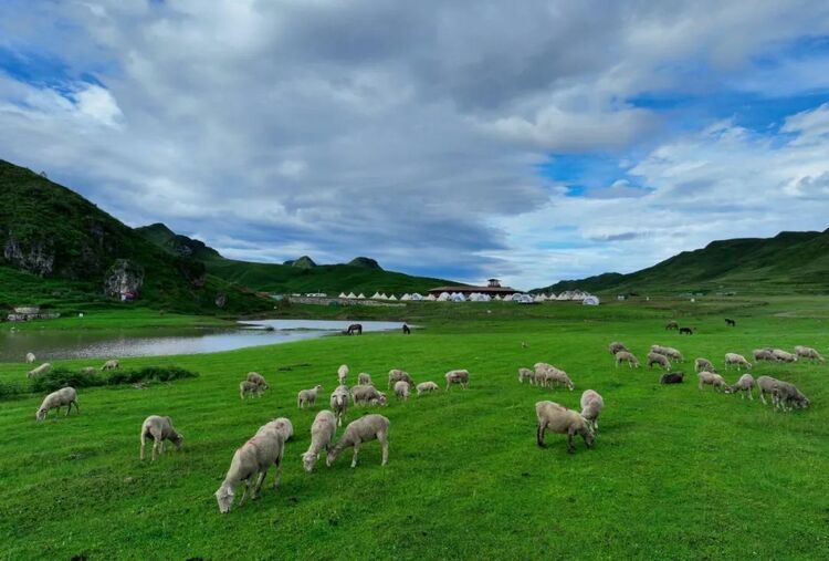 10万亩云上花海正在绽放!走进贵州版“秘密花园”,错过等一年