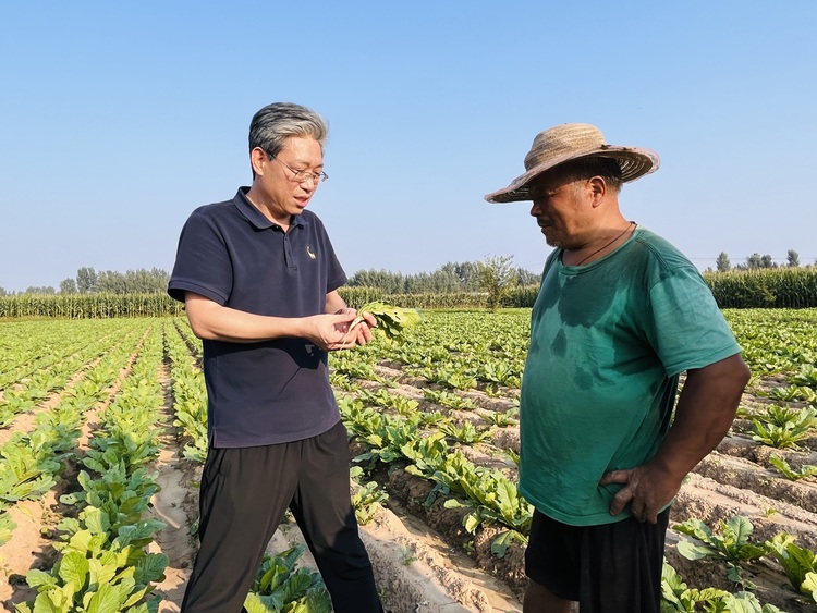 河北涞水:科技特派员为灾后农业生产“把脉开方”_fororder_图为在涞水县涞水镇南王庄村,农业科技特派员正在查看白萝卜生长情况。(李金璐 摄).JPG