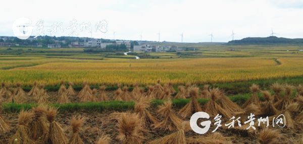（社会）高山花冠！贵州选育特早熟水稻逆袭1560米高坡