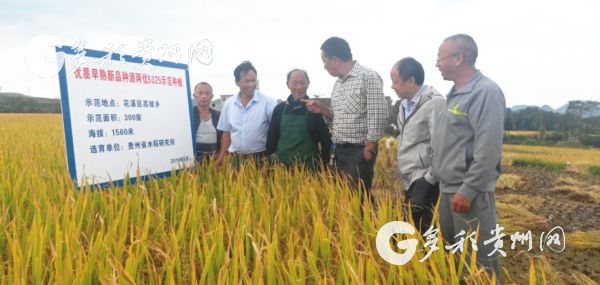 （社会）高山花冠！贵州选育特早熟水稻逆袭1560米高坡