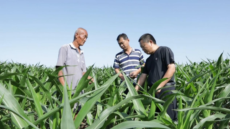 河北盐山:农技专家进地头 田间指导解民忧_fororder_图片3