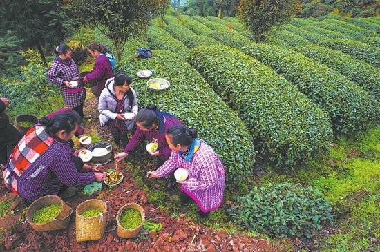 （焦点图，导航成都，移动端）芦山县宝盛乡：高山春茶吐芳华