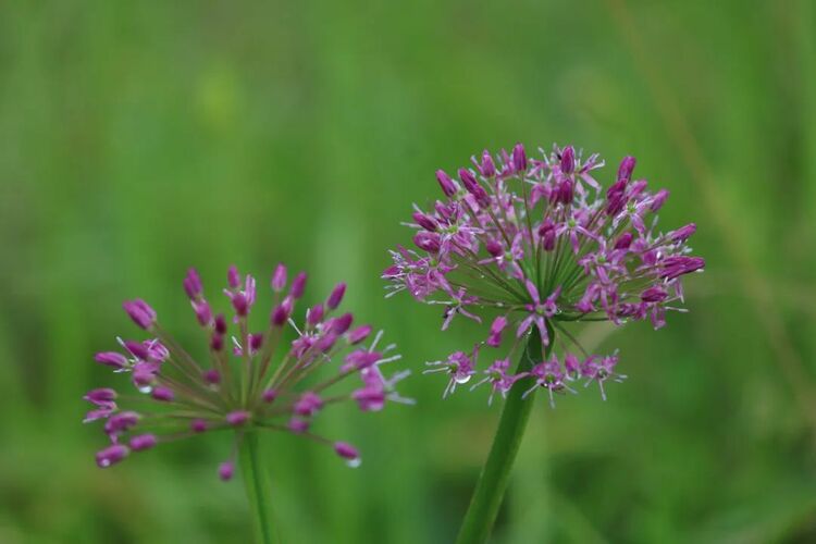 10万亩云上花海正在绽放!走进贵州版“秘密花园”,错过等一年