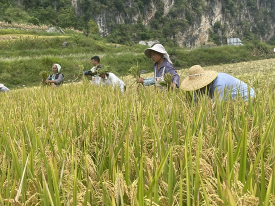 贵州水城：发展以红米为特色产业的现代农业村_fororder_水城2