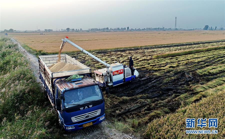 「新华网」河北秋粮收获面积已过七成