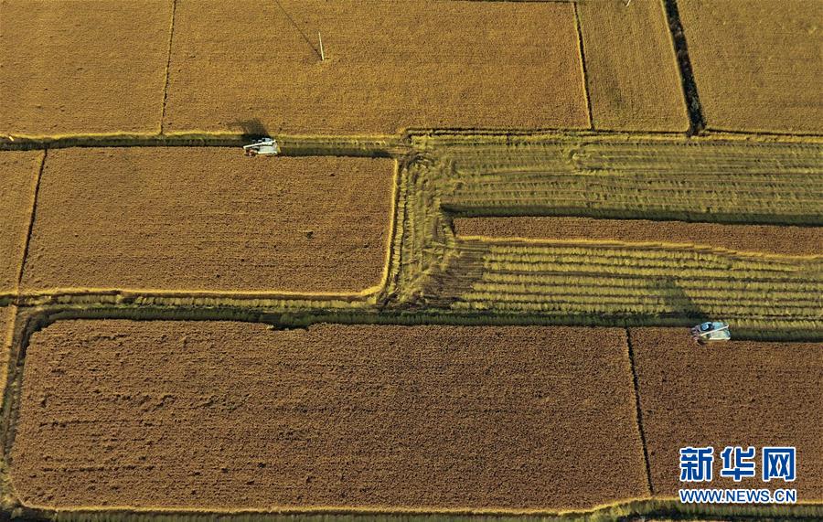 「新华网」河北秋粮收获面积已过七成