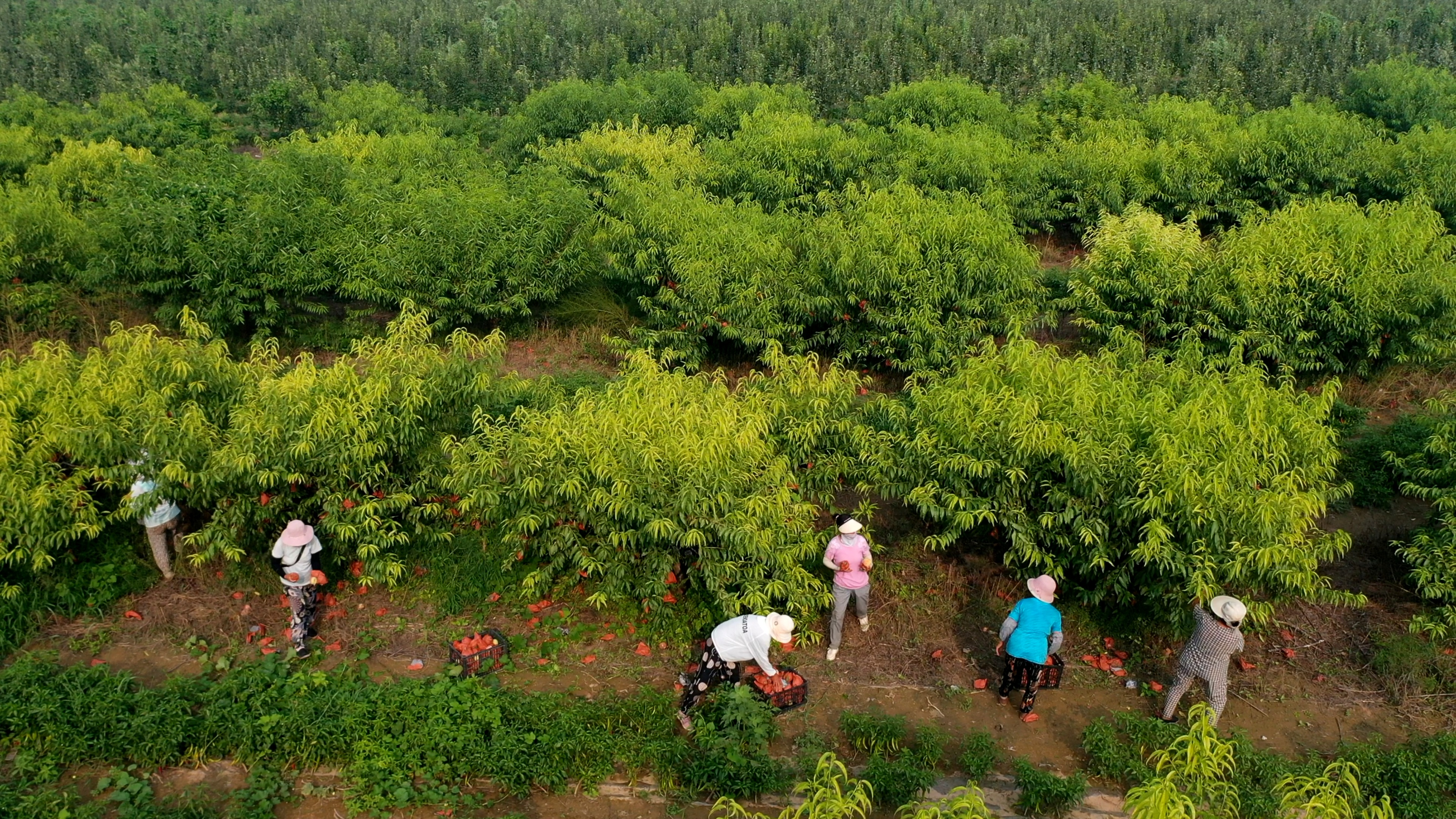 河北孟村:水果丰收正当时 “甜蜜”经济助增收_fororder_图片10