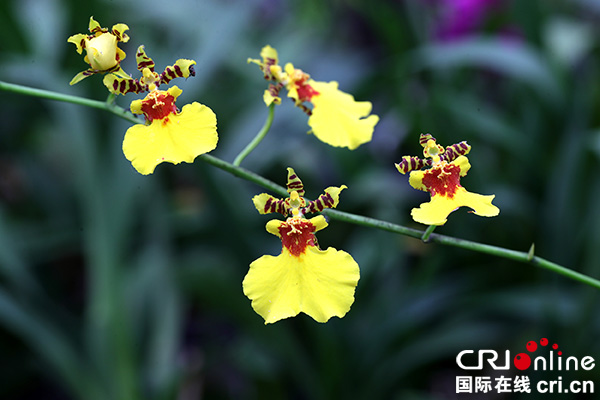 图片默认标题_fororder_春天的舞蹈[1]