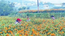 昆明禄劝：6000余亩万寿菊喜获丰收